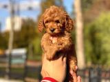 Muhtesem Guzellikte Toy Poodle Yavrularimiz