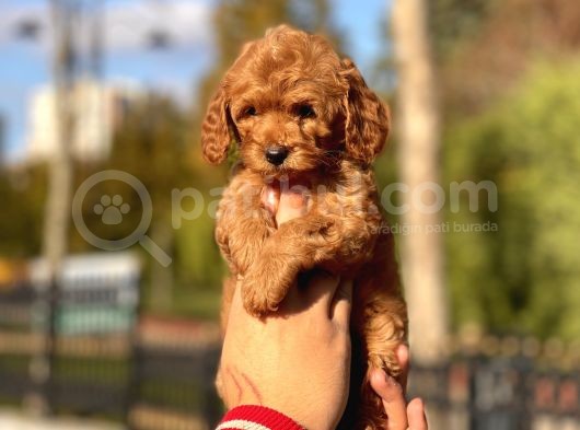 Muhtesem Guzellikte Toy Poodle Yavrularimiz görsel