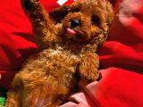 Toy Poodle Oğlumuz  ' C A L V I N  '