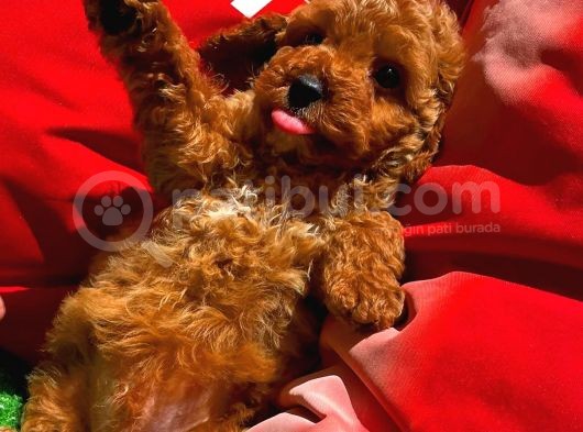 Toy Poodle Oğlumuz  ' C A L V I N  ' görsel