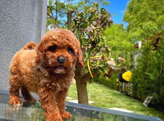 Toy Poodle Oğlumuz  ' C A L V I N  '