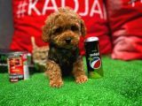 Toy Poodle Oğlumuz  ' C A L V I N  '