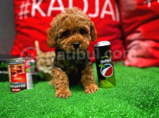 Toy Poodle Oğlumuz  ' C A L V I N  ' görsel