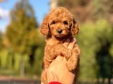 Muhtesem Guzellikte Toy Poodle Yavrularimiz