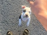Pitbull Buly Mix