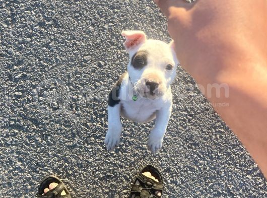 Pitbull Buly Mix görsel