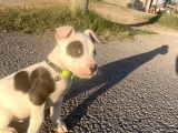 Pitbull Buly Mix