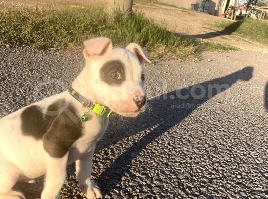 Pitbull Buly Mix görsel