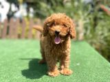 Bebek Surat Toy Poodle Yavrularimiz