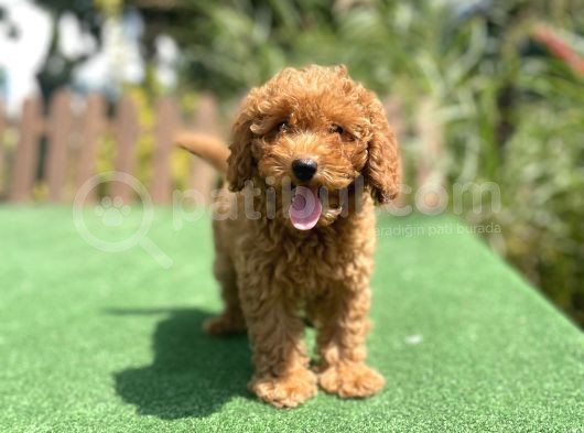 Bebek Surat Toy Poodle Yavrularimiz görsel
