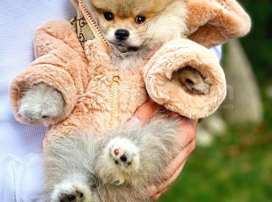 Irk Ve Sağlık Garantili Pomeranian Boo Yavrularımız