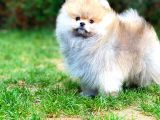 Irk Ve Sağlık Garantili Pomeranian Boo Yavrularımız