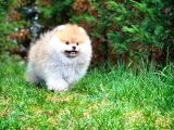 Irk Ve Sağlık Garantili Pomeranian Boo Yavrularımız