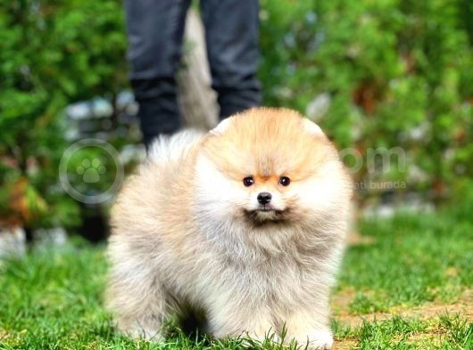 Irk Ve Sağlık Garantili Pomeranian Boo Yavrularımız görsel