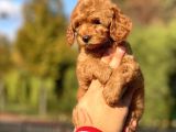 Muhtesem Guzellikte Toy Poodle Yavrularimiz