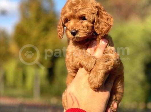 Muhtesem Guzellikte Toy Poodle Yavrularimiz görsel