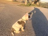 Pitbull Buly Mix