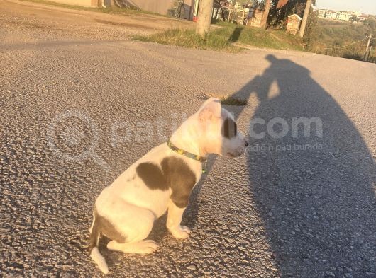 Pitbull Buly Mix