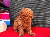 Red Brown Toy Poodle Yavrular