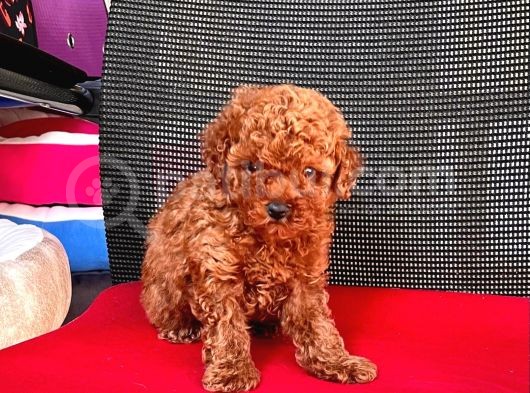 Red Brown Toy Poodle Yavrular