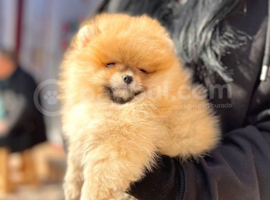 Boo Pomeranian Ayıcık Sevimli Yavrular görsel
