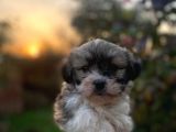 Morkie Bebekler