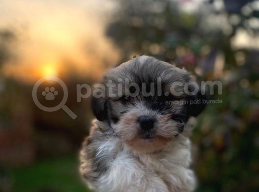 Morkie Bebekler görsel