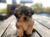 Morkie Bebekler