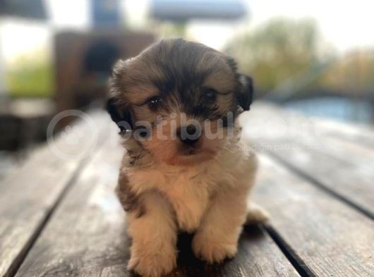 Morkie Bebekler görsel