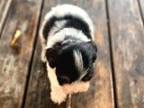 Morkie Bebekler