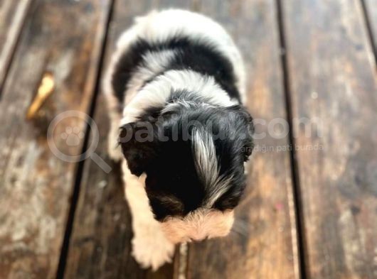 Morkie Bebekler görsel