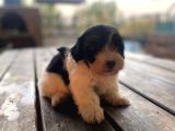 Morkie Bebekler