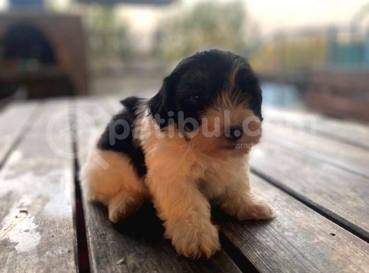 Morkie Bebekler görsel