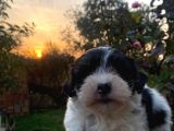 Morkie Bebekler