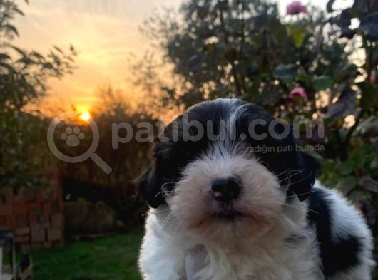 Morkie Bebekler görsel