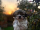 Morkie Bebekler