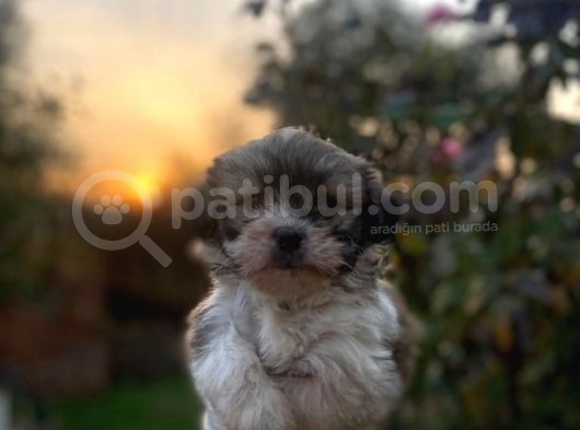 Morkie Bebekler