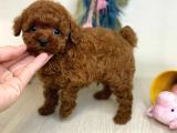 Mini Safkan Red Brownn Toy Poodle Yavrularimiz