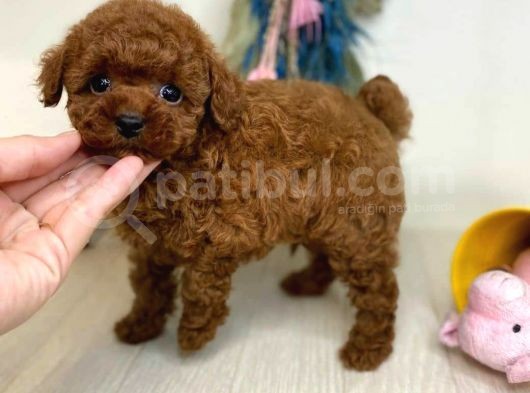 Mini Safkan Red Brownn Toy Poodle Yavrularimiz
