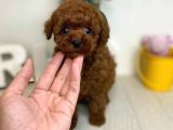 Mini Safkan Red Brownn Toy Poodle Yavrularimiz
