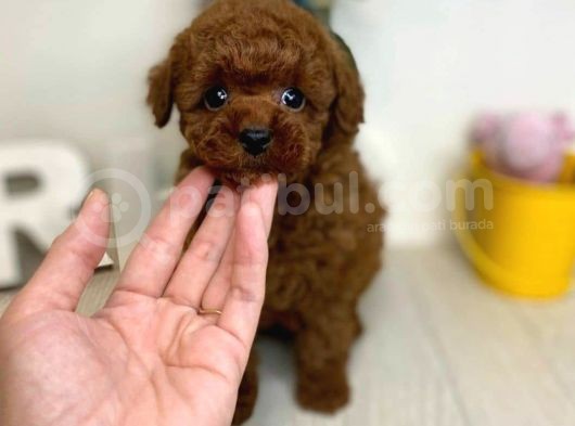 Mini Safkan Red Brownn Toy Poodle Yavrularimiz görsel