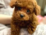 Mini Safkan Red Brownn Toy Poodle Yavrularimiz
