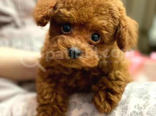 Mini Safkan Red Brownn Toy Poodle Yavrularimiz görsel
