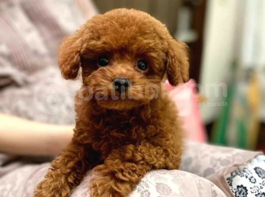 Mini Safkan Red Brownn Toy Poodle Yavrularimiz görsel