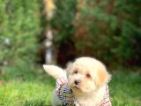 Maltese Terrier Oğlumuz Mario