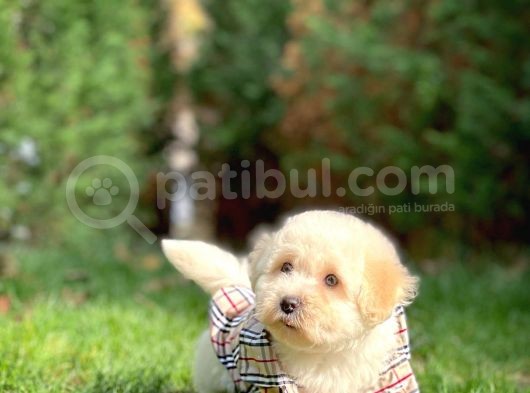 Maltese Terrier Oğlumuz Mario