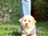 Maltese Terrier Oğlumuz Mario