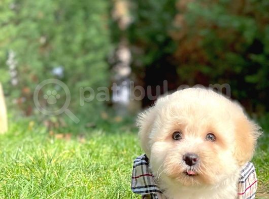 Maltese Terrier Oğlumuz Mario görsel
