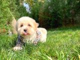 Maltese Terrier Oğlumuz Mario