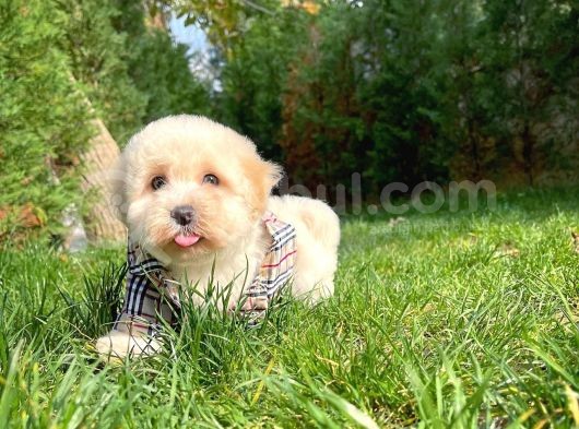 Maltese Terrier Oğlumuz Mario görsel
